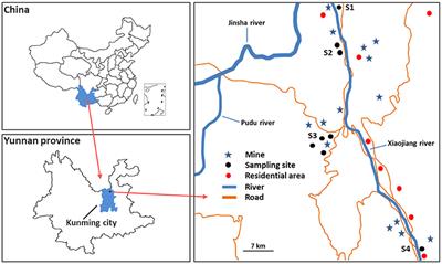 The oral bioaccessibility and gingival cytotoxicity of metal(loid)s in wild vegetables from mining areas: Implication for human oral health